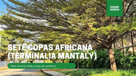 Mudas De Sete Copas Africana YouTube