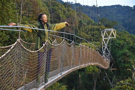 Canopy Walk In Nyungwe Forest National Park Rwanda Safari Activities