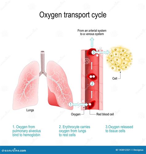 Oxygen Transport Cycle Gas Exchange In The Lung Stock Vector