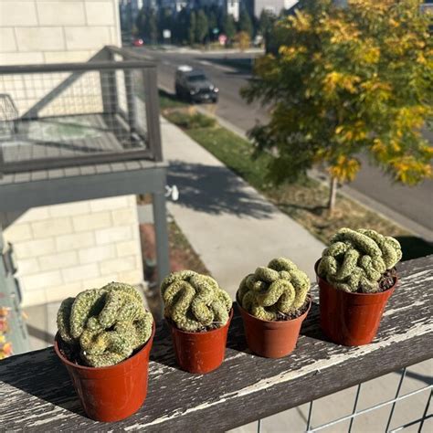 Opuntia Prickly Pear Snow Fuzzy Cactus Etsy