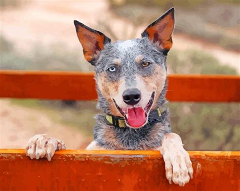 Australian Heeler Paint By Numbers Numeral Paint Kit