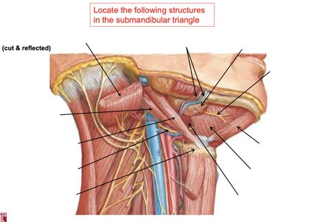 Anterior Neck - submandibular triangle Diagram | Quizlet