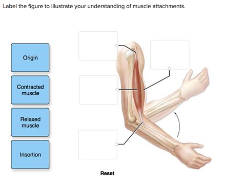 Solved Label The Figure To Illustrate Your Understanding Of Chegg