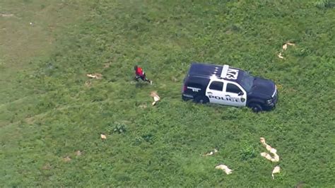 Police Chase Burglary Suspect by Air, on Foot and in Car Video - ABC News