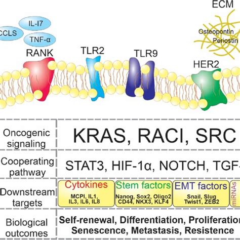 Nf κb Signaling Pathway In Cancer Stem Cells The Top Of The Diagram