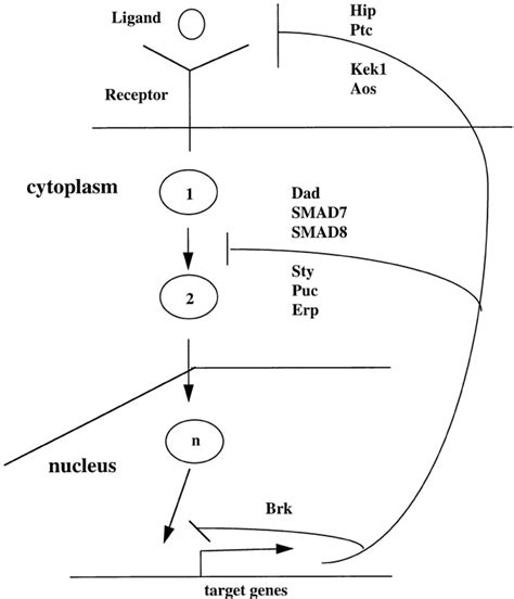 Negative Feedback Mechanisms And Their Roles During Pattern Formation Cell