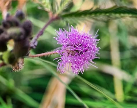 Mimosa Strigillosa Um Membro Da Fam Lia Original E Perene Da Ervilha