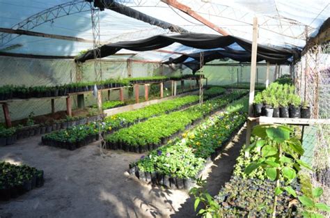 Ofertas De Plantines En El Vivero Municipal De Reconquista Radio Amanecer