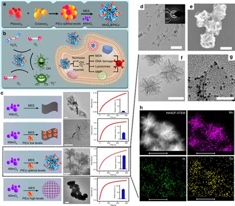 Biomimetic Nanoflowers By Self Assembly Of Nanozymes To Induce