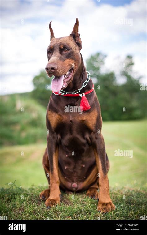 Cropped Doberman Pinscher Stock Photo Alamy