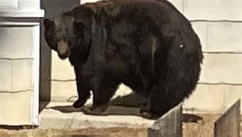 California bear, cubs relocated from South Lake Tahoe after string of break-ins | FOX 11 Los Angeles