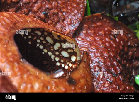 Giant Flower Rafflesia Arnoldii Largest Flower Of The World Detail