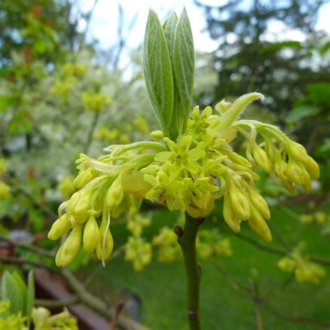 Sassafras Albidum Sassafras From Prides Corner Farms