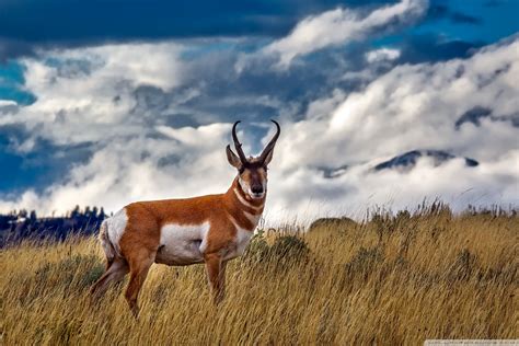 Pronghorn Wallpapers Wallpaper Cave