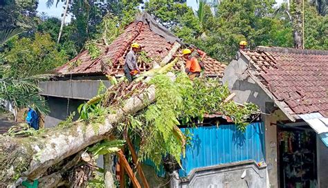 Nusabali Bpbd Karangasem Tangani Pohon Tumbang