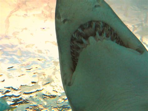 Can Sharks Have Down syndrome? - sharksinfo.com