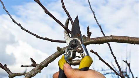 Obstb Ume Schneiden So Machen Sie Es Richtig