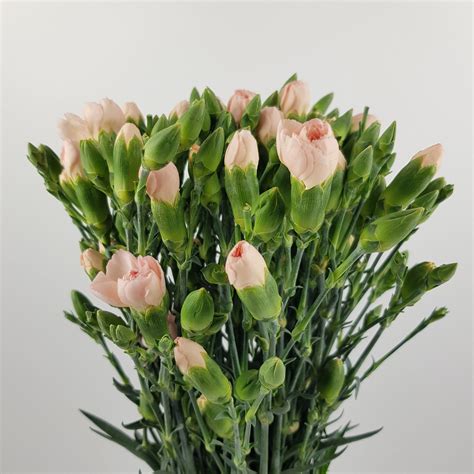 Spray Carnation Imported Light Brown My