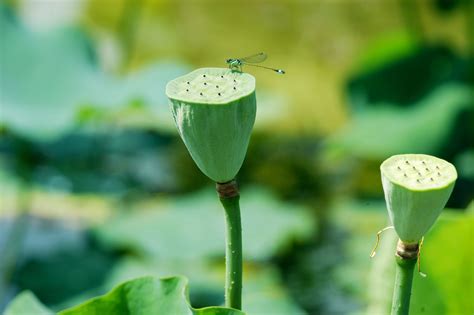 Dragonfly And Lotus Seeds Macro Photography Garden Plants Dragonfly