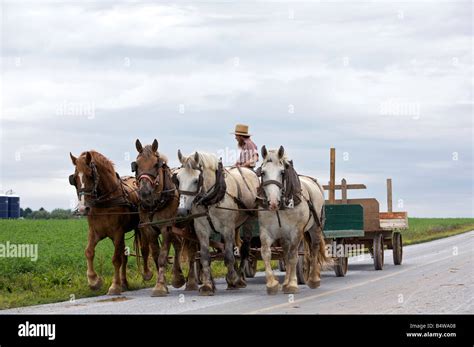 Amish Farmer Hi Res Stock Photography And Images Alamy