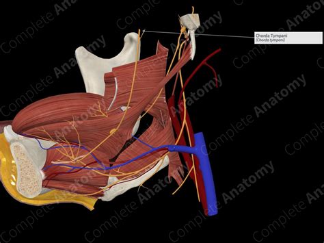 Chorda Tympani | Complete Anatomy