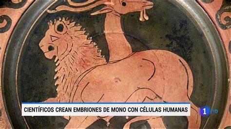 Telediario 1 Científicos Españoles Crean Embriones De Mono Con Células Humanas Rtve Play