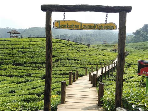 Kebun Teh Gunung Gambir Tiket And Pesona Desember 2024