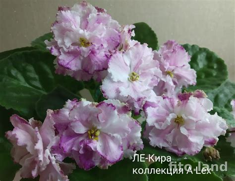 Фиалка ЛЕ-Кира