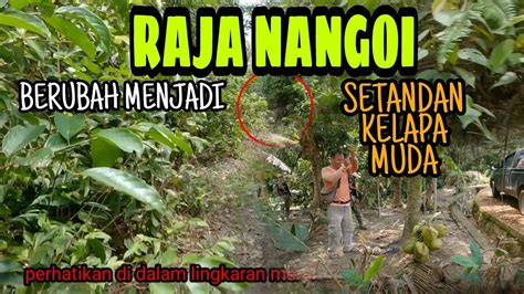 BERBURU RAJA NANGOi KEN TANG KENA TANGGUNG SiRNA RAJA NANGOi BERUBAH