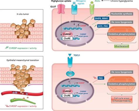 Integration Of ChREBP Mediated Glucose Sensing Into Whole Body