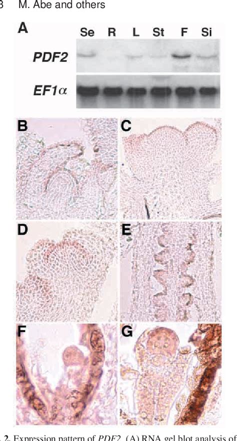 Figure From Regulation Of Shoot Epidermal Cell Differentiation By A