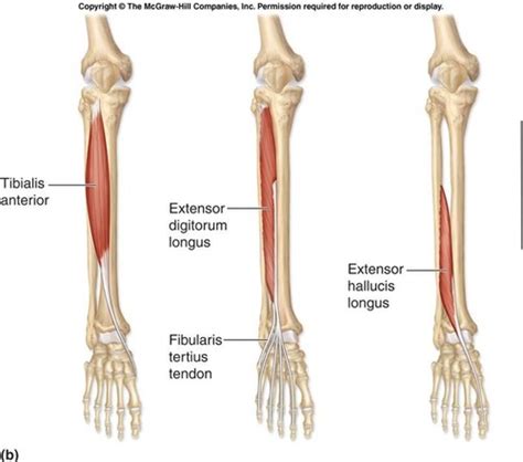 Muscles Of The Leg Movement Of The Ankle And Toes Flashcards Quizlet