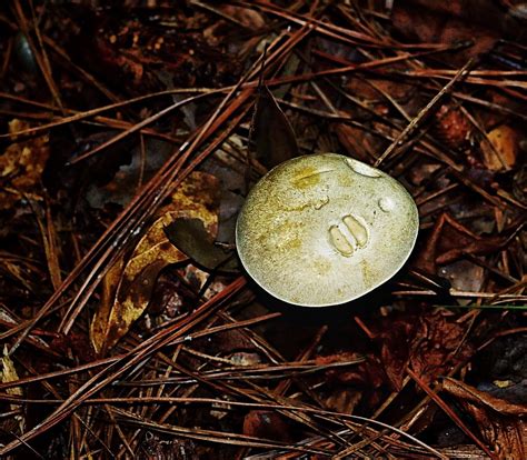 Fungi Agaricaceae 8 2 2021 Timmerman Trail Cayce S Flickr