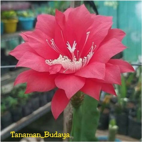 Jual Bibit Tanaman Hias Wijaya Kusuma Bunga Warna Pink Pink Di Lapak