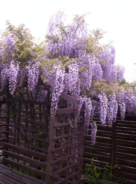 Zobacz W Tek Glicynia Wisteria Uprawa Piel Gnacja Do Wiadczenia