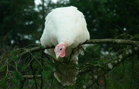 Pavo blanco pequeño de Beltsville Gallinas ponedoras