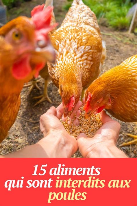 Aliments Qui Sont Interdits Aux Poules Artofit