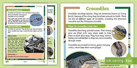 Ks Crocodiles Fact File Hecho Por Educadores Twinkl