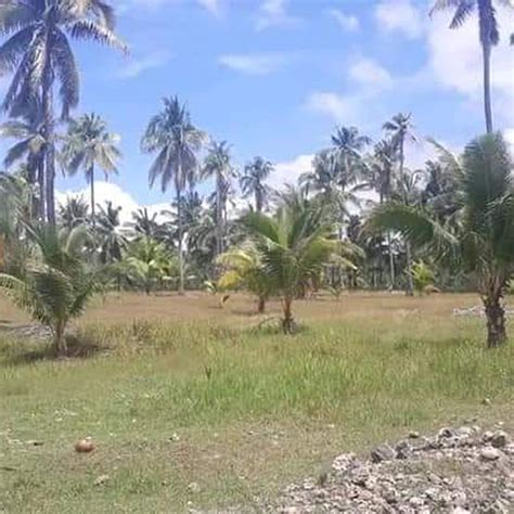 Lot For Sale Overlooking Sea View In Argao Cebu Pm For More Details