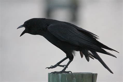 American Crow Screaming At American Croc I Wonder Why Mary Ann