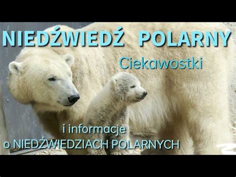 Nied Wied Polarny Ciekawostki O Nied Wiedziach Polarnych Film