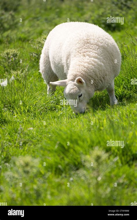 White Lamb Eating Fresh Green Grass On Farmland In Northumberland