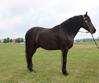 Friesian / Quarter Horse Cross - Discover Ohio Horses