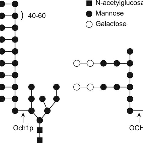 Representations Of The N Linked Oligosaccharides From S Cerevisiae Download Scientific Diagram