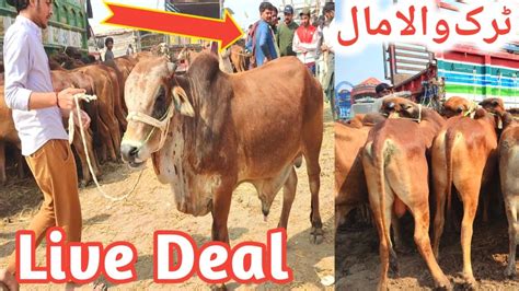 Cow Mandi Lahore Rates Update L Live Deal Aur Truck Wala Maal L Qurbani