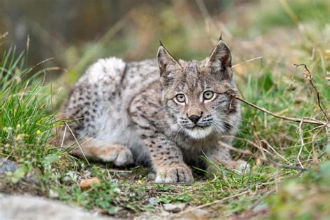 Bobcats ở Florida Có bao nhiêu con và chúng sống ở đâu ilikevn1689のblog