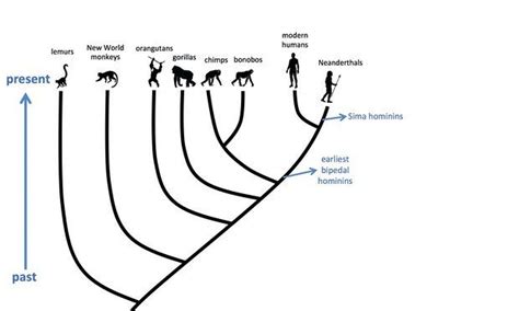 94 best images about Human Evolution on Pinterest | Human family tree ...