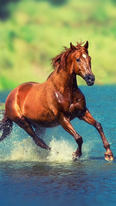 #4.3340, Brown, Horse, Running, 4K Wallpaper PC Desktop