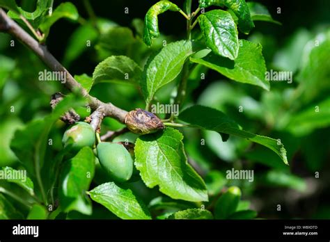 Plum Tree Infected With Pocket Plum Disease Caused By The Fungus