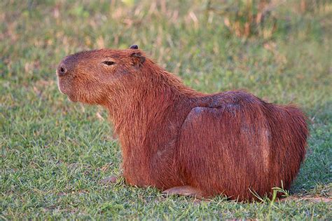 Djbm Philatelic Animals Mammals Rodents Capybara Hydrochoerus